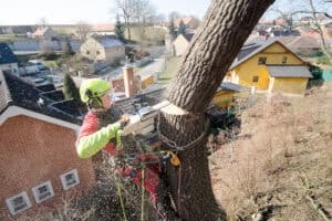 Arborist in Colorado Springs professionally removing a tree