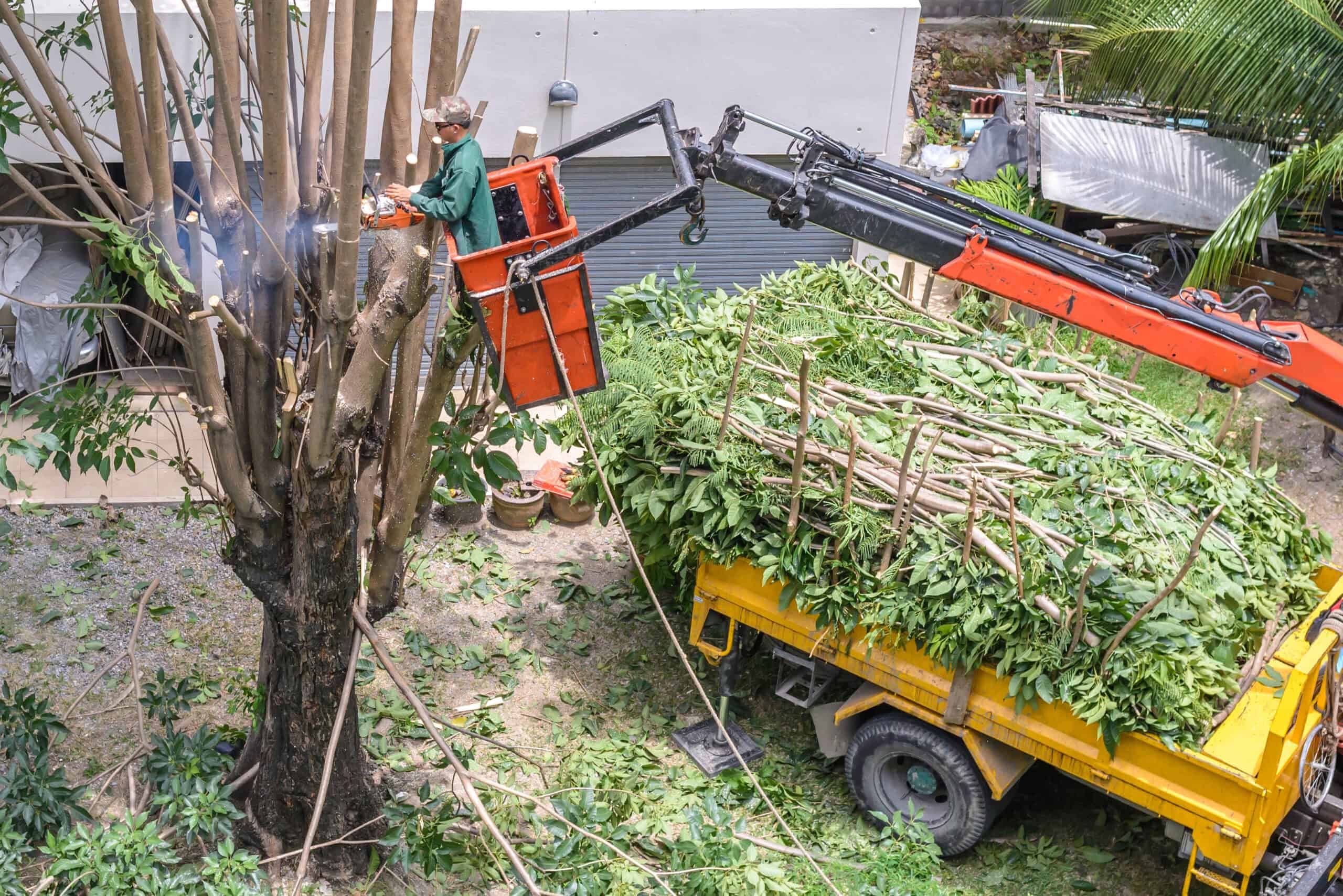 Arborist Trimming a Tree in Colorado Springs